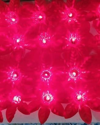luci pisellini natale stella di natale