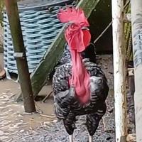 Collo nudo della transilvania