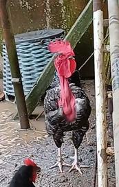 Collo nudo della transilvania