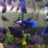 BETTA Combtail