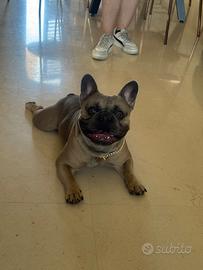 Bulldog francese Monta