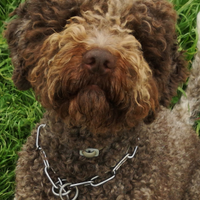 Lagotto romagnolo (Riproduttore Selezionato ENCI)