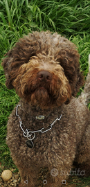 Lagotto romagnolo (Riproduttore Selezionato ENCI)