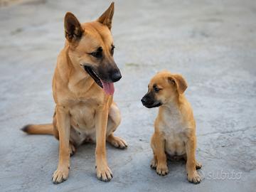 cucciolo maschio 2 mesi