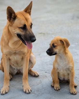 cucciolo maschio 2 mesi