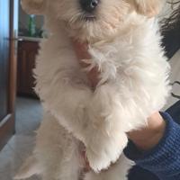 Cuccioli maltese