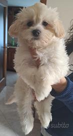 Cuccioli maltese