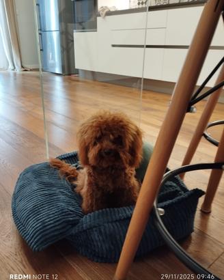 Cuccioli di borbonico toy