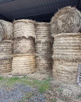 azienda agricola 