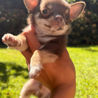 Cucciolo di chihuahua mini