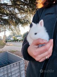 Conigli bianchi nani