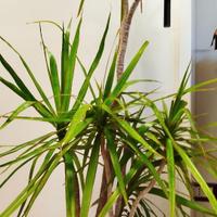 dracaena marginata albero del drago tronchetto