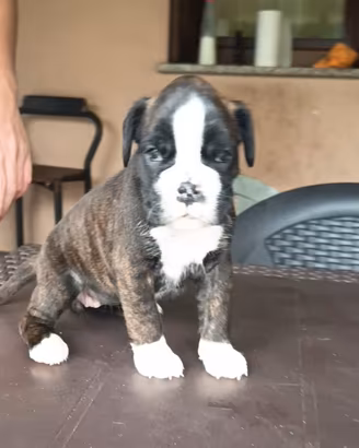 boxer