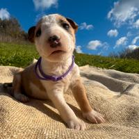 Bull terrier miniature