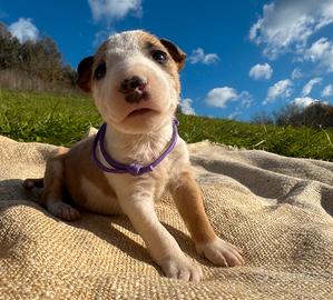 Bull terrier miniature