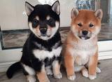 Cuccioli di Shiba Inu con pedigree