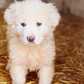 Cucciolo di maremmano