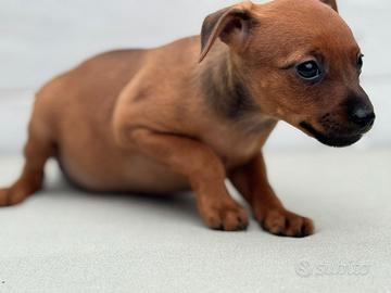 Pinscher