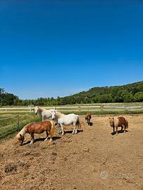 5 pony da scuola