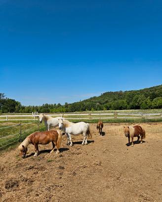 5 pony da scuola