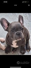 Bulldog francesi