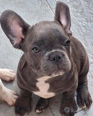 Bulldog francesi