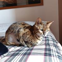 Gatta Bengala 4 anni - Zona Castenaso (BO)