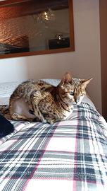 Gatta Bengala 4 anni - Zona Castenaso (BO)