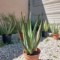 Pianta di Aloe Vera barbadensis di 4 anni