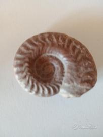ammonite