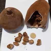 6 semi di Baobab 