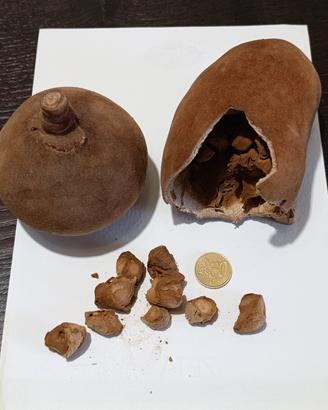 15 semi di Baobab 
