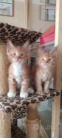 Cuccioli di Maine Coon