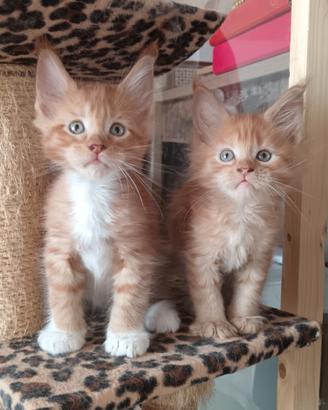 Cuccioli di Maine Coon