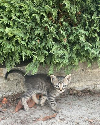 Gattino nebbia