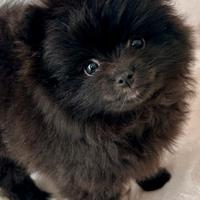 Spitz della Pomerania