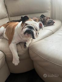 Bulldog Inglese disponib x monta accoppiamento