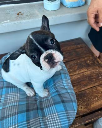 Cuccioli di Bulldog Francese con Pedigree ENCI