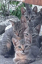 Gatti tigrati simile Europeo