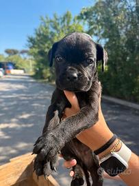 Cane Corso nato ad Aprile