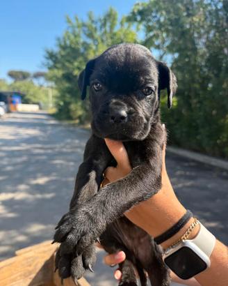 Cane Corso nato ad Aprile