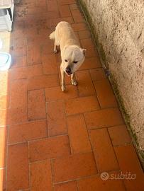 Cane meticcio taglia piccola