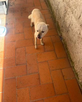 Cane meticcio taglia piccola