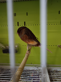 Canarino York maschio ultimo