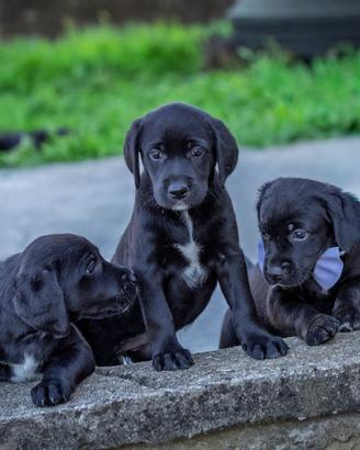 Cucciola Golden retriever X Labrador