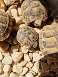Tartarughe di terra