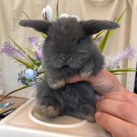 Ariete nano mini loop blu fata perlato