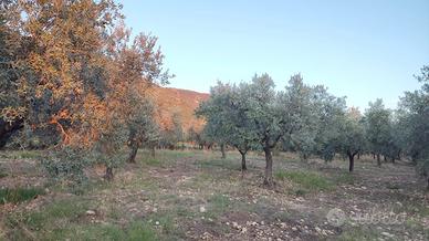 Oliveto