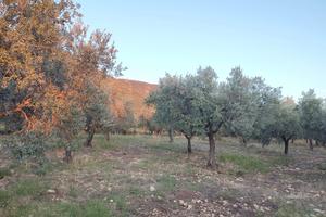 Oliveto