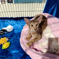 Giovane gattina orientale